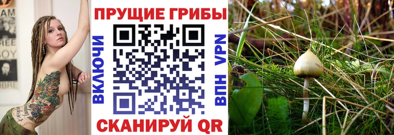 Купить  Гаврилов Посад  Псилоцибиновые грибы GOLDEN TEACHER 